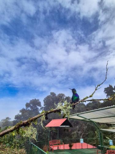 Gambar di galeri bagi Paraíso Quetzal Lodge di Tres de Junio