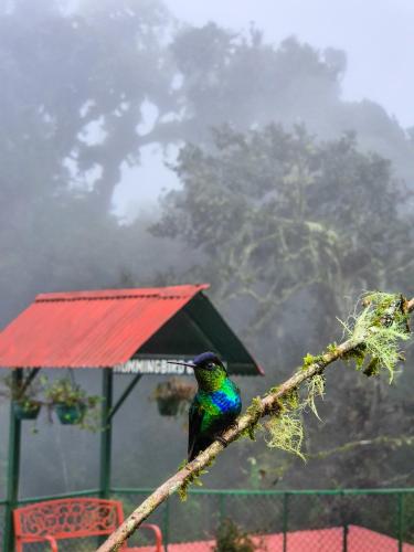 Gambar di galeri bagi Paraíso Quetzal Lodge di Tres de Junio