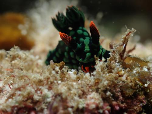 a small fish sitting on top of some coral at Andau Dive Resort Raja Ampat in Tapokreng