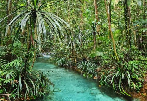 a stream in the middle of a lush green forest at Andau Dive Resort Raja Ampat in Tapokreng