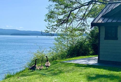 a group of geese walking on the grass near the water at Ideal Beachfront Retreat Experience Gorgeous! in Friday Harbor