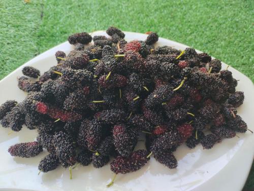 a pile of blackberries sitting on a white plate at บ้านสวนกางโต้ง Ban Suan Kang Tong in Chom Thong