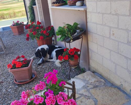 a black and white dog laying on the ground next to flowers at Antica Masseria Il Casone in Candela