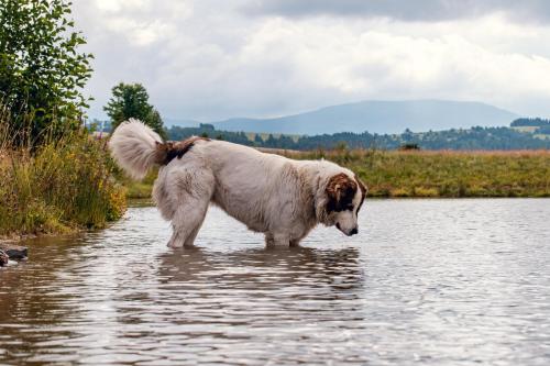 a brown and white dog standing in the water at Penzion U školy in Staré Město