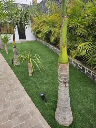 Una palmera con una copa verde sobre la hierba. en Ibis, en Tijoco de Abajo