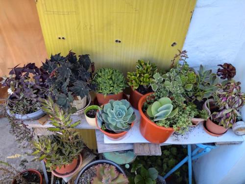 a bunch of potted plants sitting on a shelf at Casa de Lá in São Roque do Pico