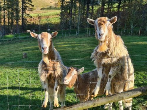 a group of cows standing behind a fence at Tomnauld Farm Wellness Cottage in Pitlochry