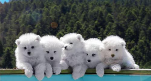 a group of white teddy bears sitting next to each other at A 10 min de la cité Médiévale de Carcassonne in Alairac