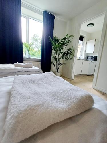 a bedroom with two beds and a plant in it at Charming 2 bedroom apartment free parking in Hjørring