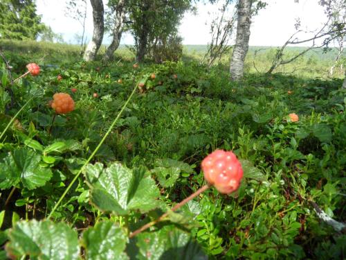Jardín al aire libre en Mysig liten stuga i Messlingen