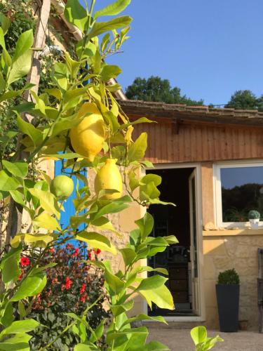 a lemon tree in front of a house at Ferme de la Rivière in Montferrand-du-Périgord