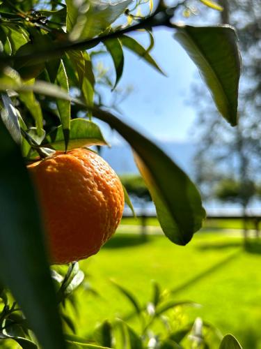 an orange is hanging from a tree branch at Hotel Villa Giulia in Gargnano