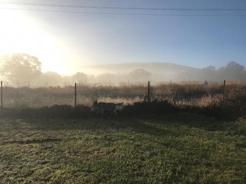 a cow standing in a field near a fence at Spacious Family Retreat on the edge of Tenterfield in Tenterfield