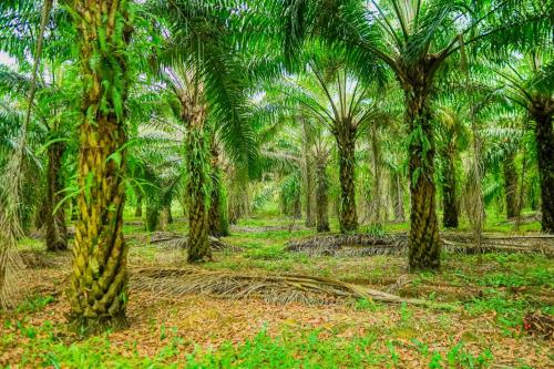 a plantation of palm trees in a forest at Buddothpado International Meditation Center in Anguruwatota
