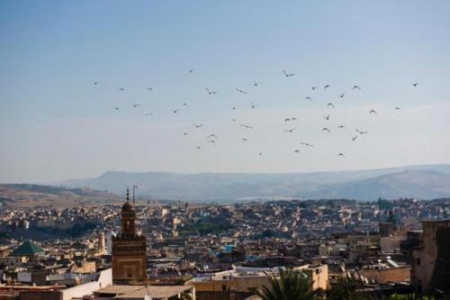 a flock of birds flying over a city at dar annee in Fès
