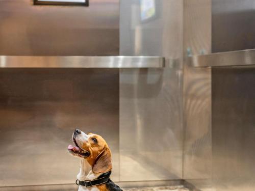 a dog is sitting next to a counter at Hotel ibis Lisboa Liberdade in Lisbon