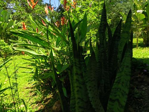 a plant with long leaves in a garden at Apartment-Pura Vida-wi-fi-6 people, AC- parking-river-garden in Fortuna