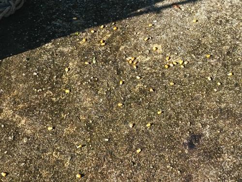 a swarm of bees on the ground at Apartment-Pura Vida-wi-fi-6 people, AC- parking-river-garden in Fortuna