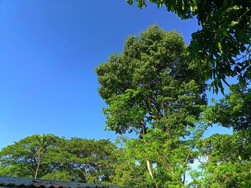 a group of trees with a blue sky in the background at Apartment-Pura Vida-wi-fi-6 people, AC- parking-river-garden in Fortuna