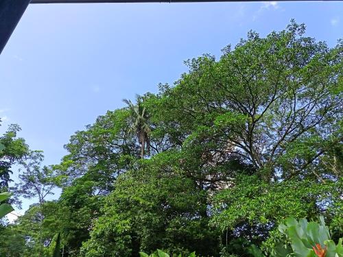 a palm tree in the middle of some trees at Apartment-Pura Vida-wi-fi-6 people, AC- parking-river-garden in Fortuna