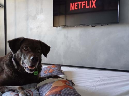 a brown dog laying on a bed in front of a tv at Ibis Hotel Alicante in Alicante