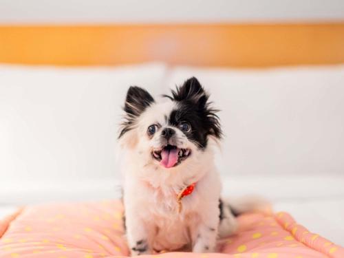 a small dog is sitting on a bed at Ibis Hotel Alicante in Alicante