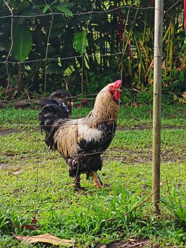 a chicken standing in the grass near a fence at Apartment-Pura Vida-wi-fi-6 people, AC- parking-river-garden in Fortuna
