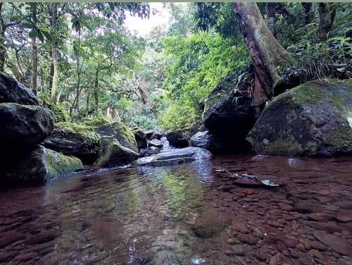 a stream of water with rocks in a forest at Cabañas Emerald Forest in Concepción
