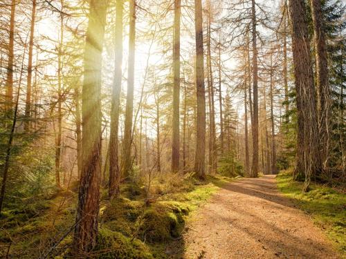 a dirt road through a forest with trees at Holiday Home Coiltie House by Interhome in Drumnadrochit