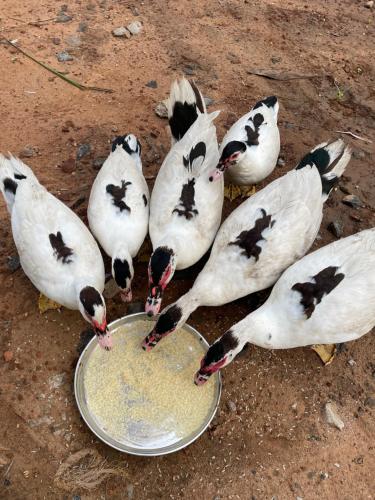 un groupe d'oiseaux debout autour d'une assiette de nourriture dans l'établissement Srirangam Heritage Farmhouse - Perfect Spot for Parties & Events, à Tiruchirappalli