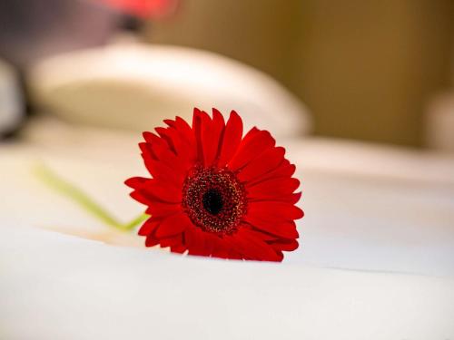 a red flower sitting on top of a white table at Ibis Irun in Irún