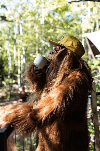 an animal wearing a hat talking on a cell phone at Sunken Escapes Glamping Unit 5 in New Minas