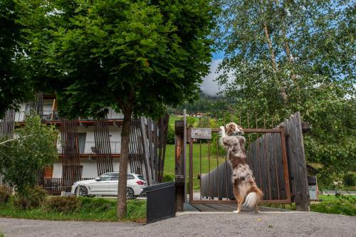 Domácí mazlíčci ubytovaní s hosty v ubytování Chalets Dolomit Royal