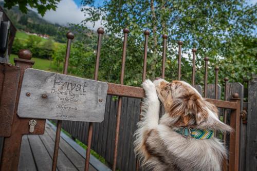 Domácí mazlíčci ubytovaní s hosty v ubytování Chalets Dolomit Royal