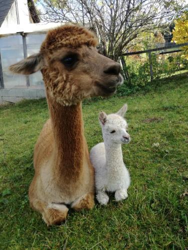 a llama and a lamb sitting in the grass at Biohof Kroisleitner Ferienwohnung Abendsonne 