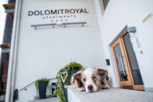 a dog laying on a ledge in front of a building at Apartments Dolomit-Royal in Sillian