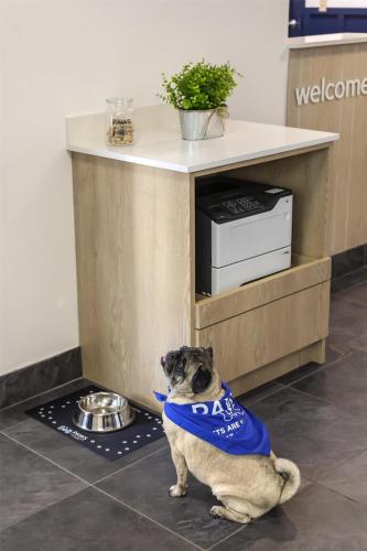 a pug dog wearing a blue bandana sitting in a kitchen at Sonesta Simply Suites Boston Burlington in Burlington