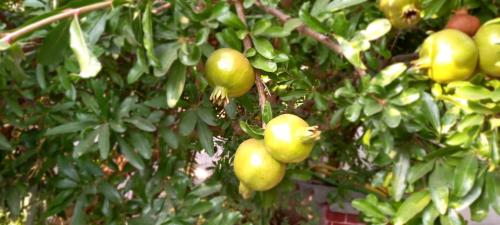a bunch of green apples hanging from a tree at Il Giardino in Solarussa