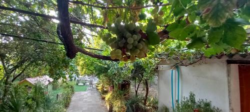 a bunch of green grapes hanging from a tree at Il Giardino in Solarussa