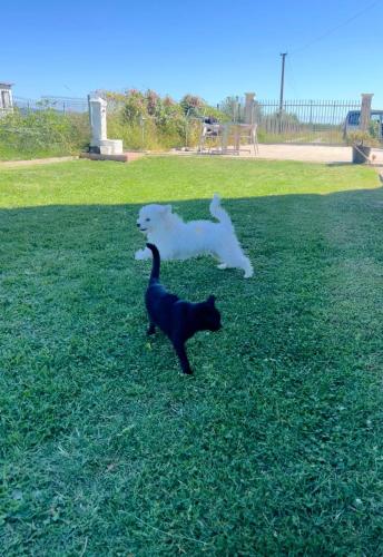 a white dog and a black cat in a field at Room Villa gate parking in Omarë