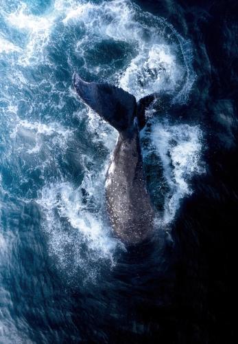 a dolphin in the ocean in the water at SURF HOUSE ESTILO LIBRE in Buenaventura