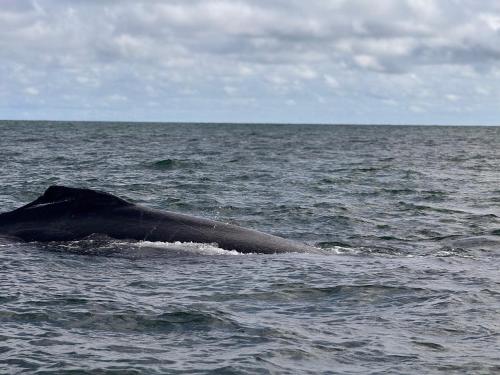a whale is swimming in the ocean at SURF HOUSE ESTILO LIBRE in Buenaventura