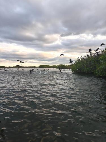 a flock of birds flying over a body of water at Maison flottante SWEET MALBALY - chambre double - vue imprenable sur mer- iles du saloum in Fatick