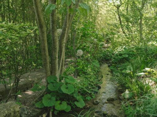 a path through a forest with trees and plants at Ujosouan in Kyotango