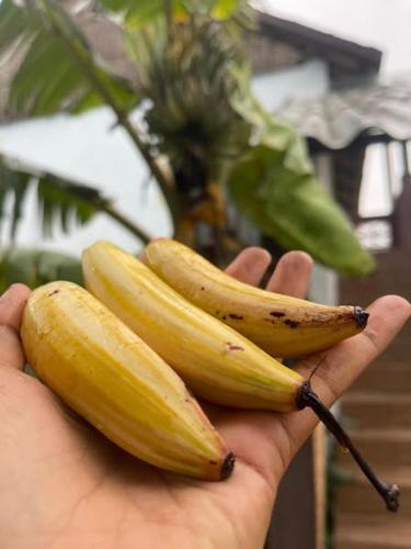 a person holding three bananas in their hand at Khu nghỉ dưỡng sinh thái Apsara Sóc Trăng in Ấp Vĩnh Hưng