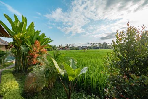 a field of grass with plants in front of it at Rumah Kita Ecolodge in Ubud