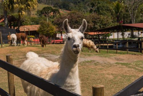 a white llama standing next to a fence at Minha Glória Hotel Boutique in Bom Jardim
