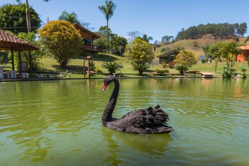 a black swan swimming in a pond at Minha Glória Hotel Boutique in Bom Jardim