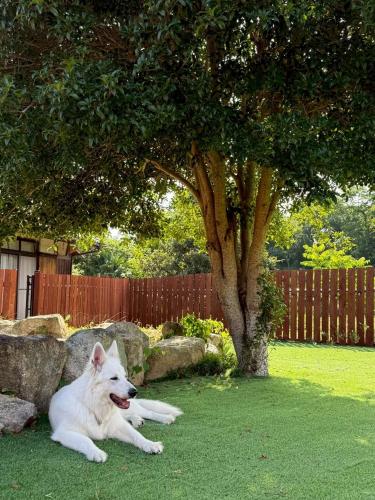 a white dog laying on the grass under a tree at いろどり荘 in Imabari