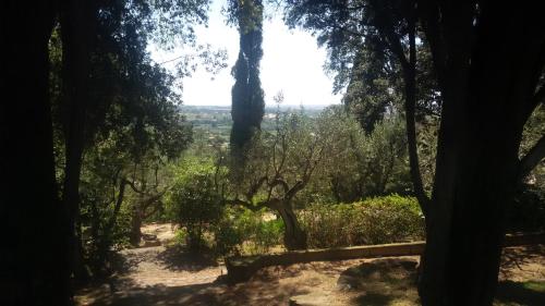 a view of a forest with trees and bushes at La Dolce Casetta in Grottaferrata